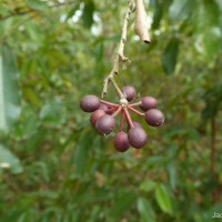 Huberantha korinti (Dunal) Chaowasku